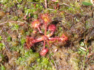 drosera